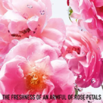 ⁦عطر مس ديور روز ان روز من ديور - او دي تواليت⁩ - الصورة ⁦2⁩