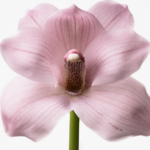 ⁦كالفن كلاين يوفوريا للنساء - او دو تواليت⁩ - الصورة ⁦4⁩