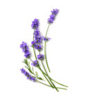 ⁦افينو ستريس ريليف لوشن لترطيب الجسم - 354 مل⁩ - الصورة ⁦2⁩