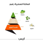 ⁦عطر أريس كلاسيك من الماجد للعود - او دي بارفيوم⁩ - الصورة ⁦2⁩